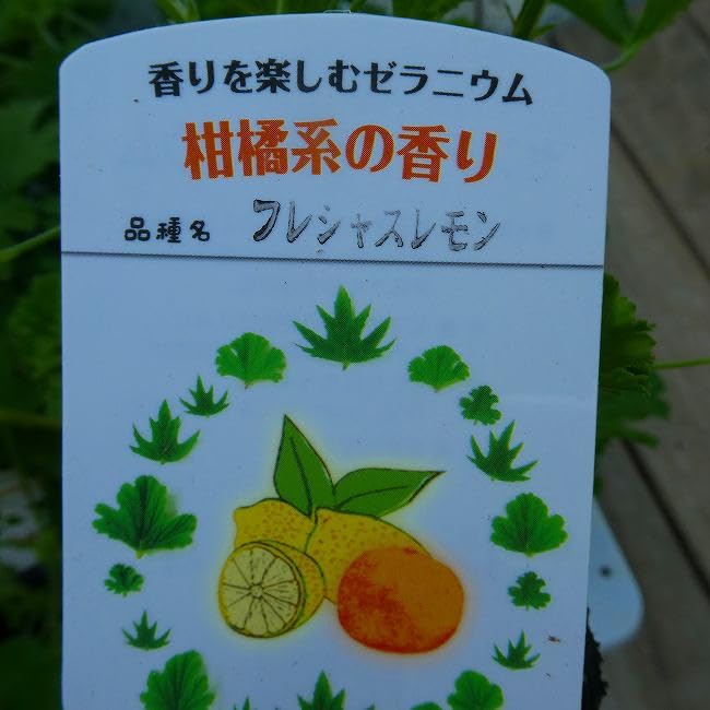 Amazon.co.jp: ハーブゼラニウム 苗 フレシャスレモン センテッド